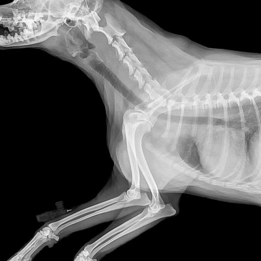 Dijital Röntgen (DR)